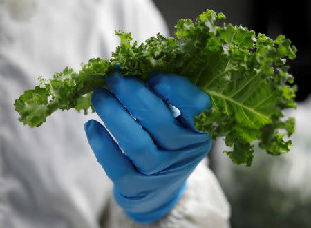 Sustenir Agriculture's co-founder and CEO Benjamin Swan shows kale grown in their indoor farm in Singapore May 24, 2019. REUTERS/Edgar Su