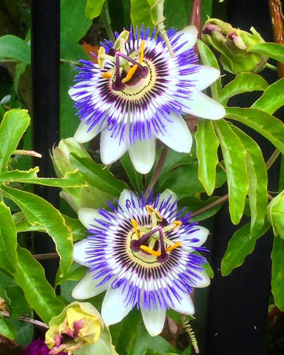 PASSIFLORA CAERULEA