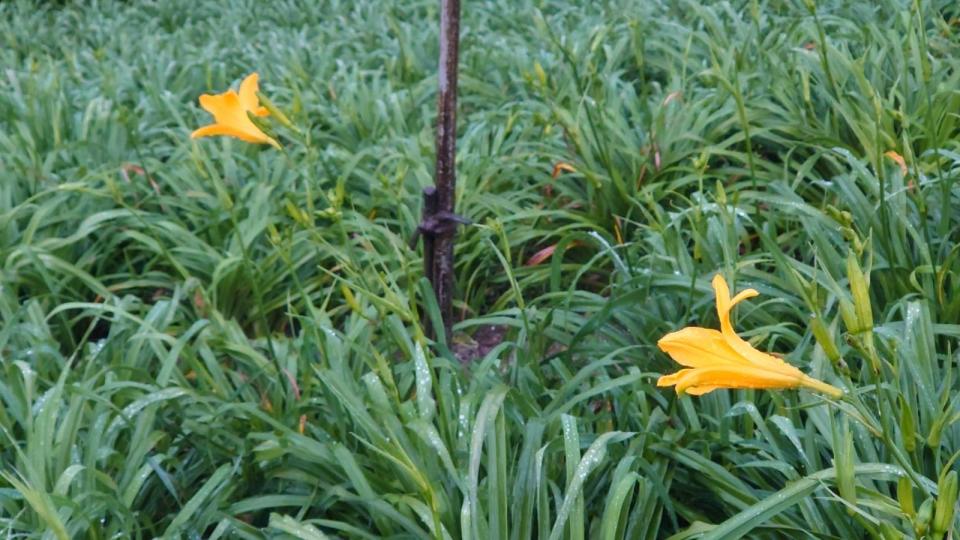 ▲虎山巖第1朵金針花何時開？花迷趕往虎山巖金針花園區，搶先拍下今年第1朵金針花開出金黃色花卉，今年還是一次開出2朵「姐妹花」，花迷直呼驚喜。（民眾提供）