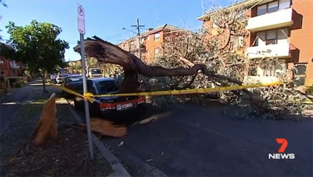 Thousands of Sydney residents were without power due to tree branches on powerlines. Picture: 7 News