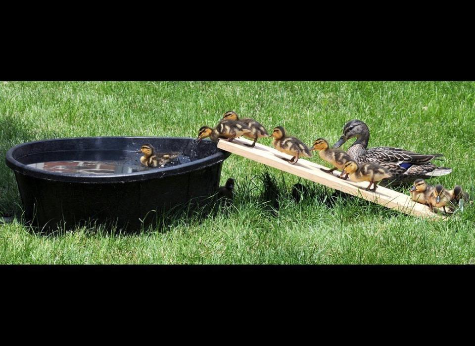 In this Wednesday, May 25, 2011 photo, baby ducklings climb up a board ramp to access their "pond" that was made for swimming in the inner courtyard of St. Anne's Retirement Community near Lancaster, Pa. The ducklings have been entertaining the residents of the retirement community with their antics.