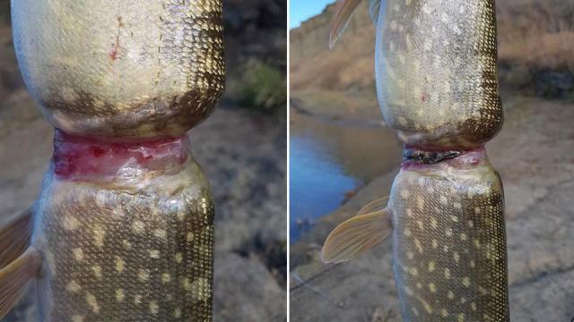 Alberta angler catches fish nearly cut in half by plastic Powerade wrapper