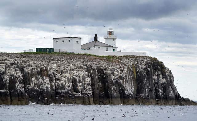 Farne Islands puffin census