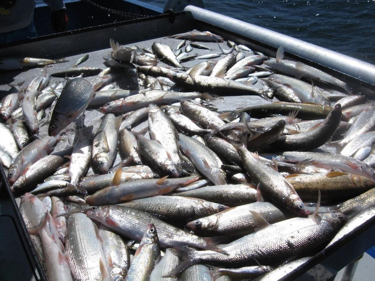 A catch of lake whitefish and other fish on a Department of Natural Resources boat.