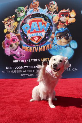 <p>Phillip Faraone/Getty </p> A dog at the Autry Museum of the American West screening in Los Angeles;