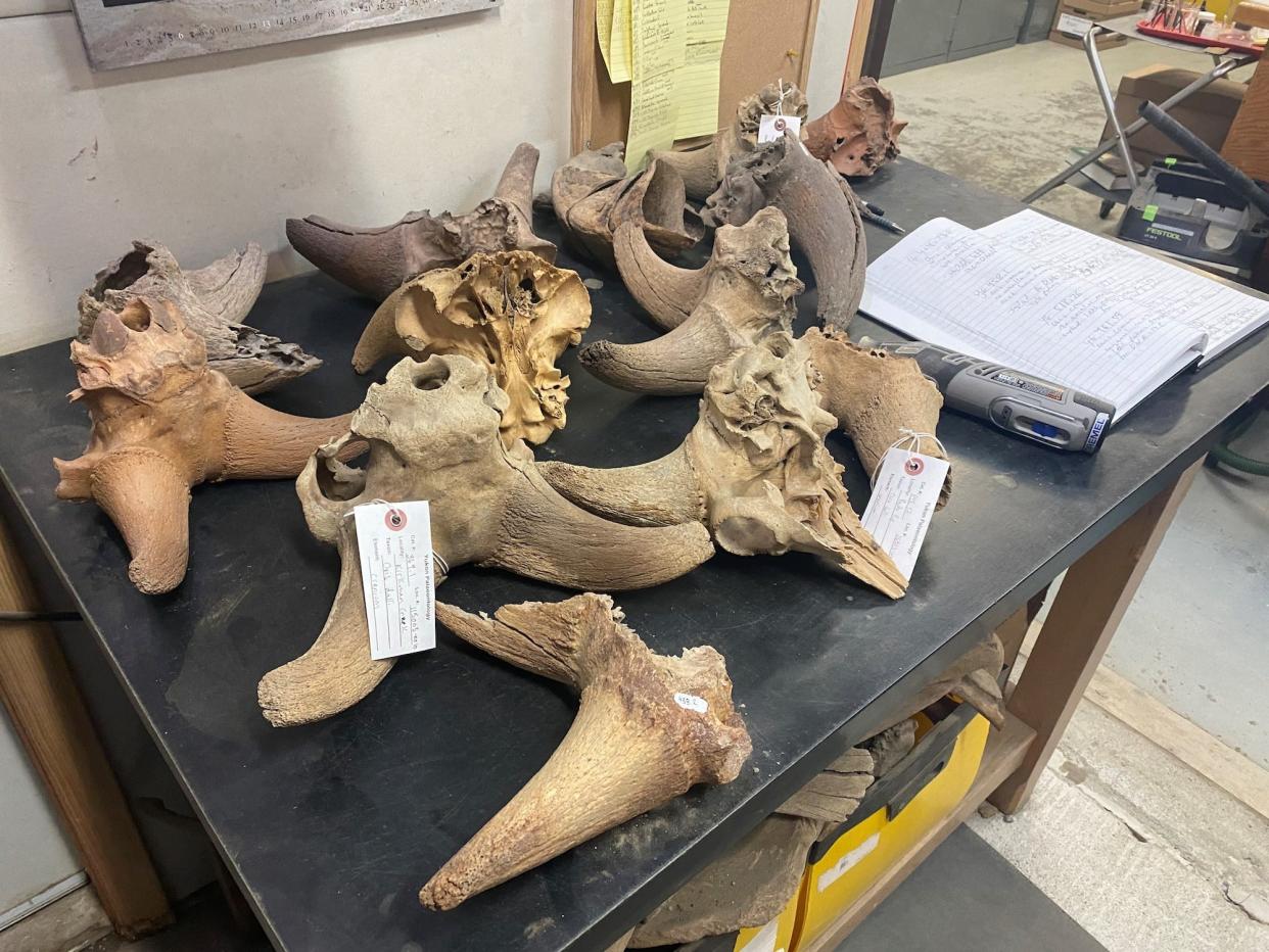 A dozen sheep skulls with big thick horns in different shades of white, brown, and red laid out on a black table.