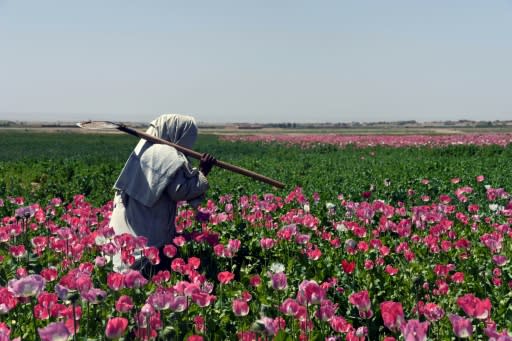 Afghanistan accounts for the overwhelming majority of the world's opium production with an output of 9,000 tons -- a rise of 87 percent compared to 2016