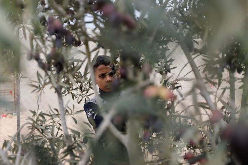 Palestinians collect olives during a temporary truce with Israel, in Khan Younis in the southern Gaza Strip