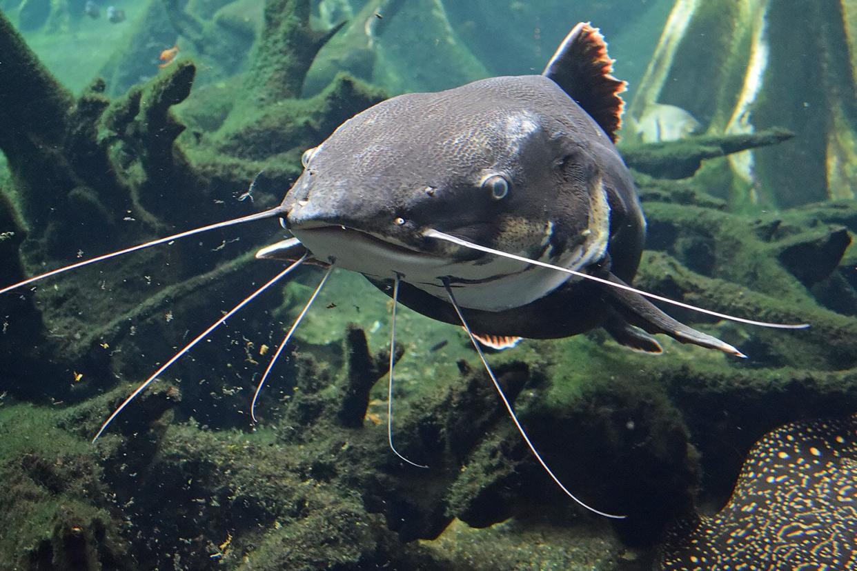 Photo taken in Barcelona, Spain Catfish