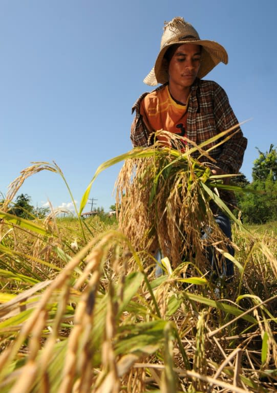 The Philippines estimates that almost 66,000 farmers will be affected by the dry spell, with production losses of 2.168 billion pesos ($48.18 million)