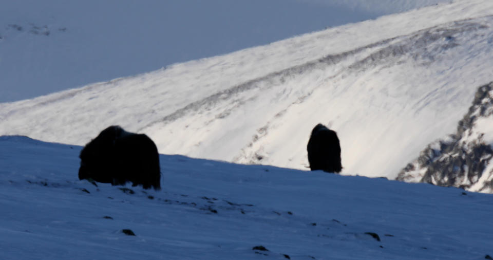 Musk ox on a hillside in Europe