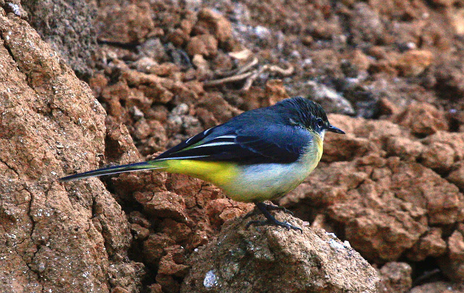 Birdwatching in Munnar