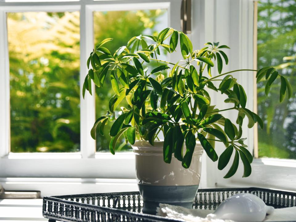 Schefflera plant house plant