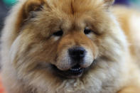 BIRMINGHAM, ENGLAND - MARCH 08: A Chow Chow sits in it's kennel on Day one of Crufts at the Birmingham NEC Arena on March 8, 2012 in Birmingham, England. During the annual four-day competition nearly 22,000 dogs and their owners will compete in a variety of categories, ultimately seeking the coveted prize of 'Best In Show'. (Photo by Dan Kitwood/Getty Images)