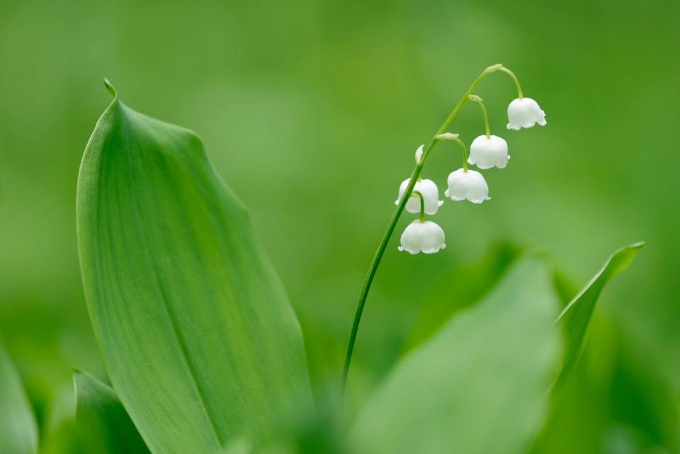 lily of the valley