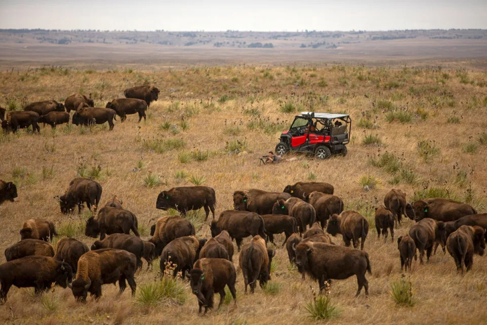 USA: The bison spreads and tribes demand their management