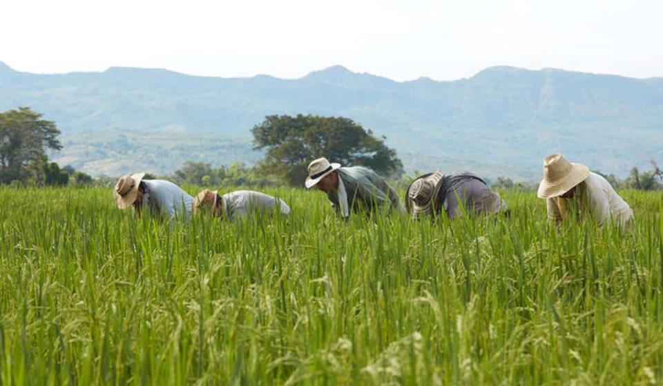 Creció el área sembrada de arroz en Colombia, frente al censo de 2016. Imagen: Fedearroz.