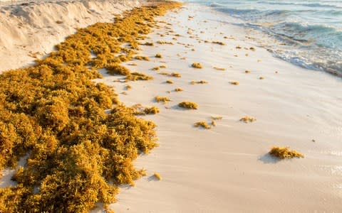 sargassum - Credit: istock