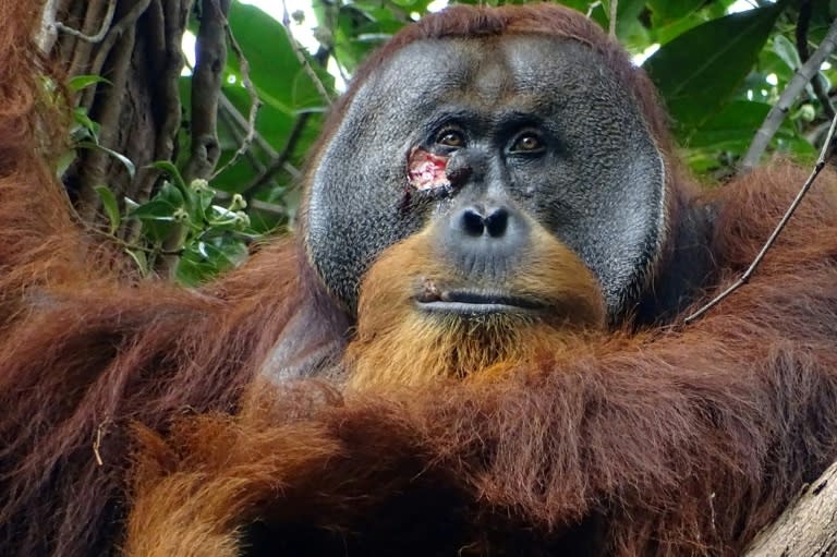 Rakus, an adult male orangutan, is seen with a facial wound that he appeared to treat with medicinal plants in this photo taken June 23, 2022 in Indonesia's Gunung Leuser National Park (-)