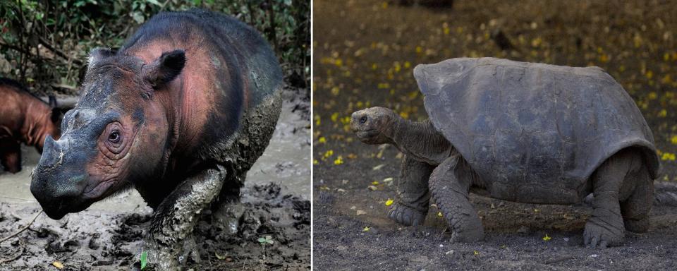 Left: Sumatran rhino; approximately 80 remain. Right: Española giant tortoise, Galapagos Islands; approximately 200 remain. / Credit: Rhino: Rhett Buttler/Mongabay; Tortoise: Gerardo Ceballos