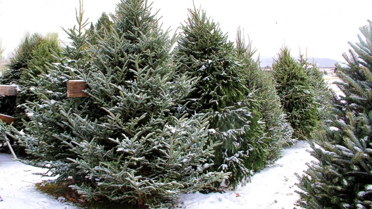 types of christmas trees fraser fir tree in the snow
