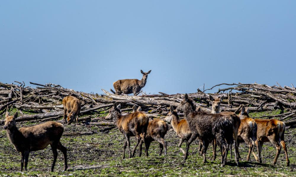 Red deer