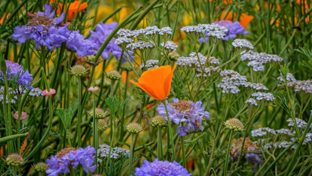 Best drought tolerant plants: 12 varieties that will survive a very dry