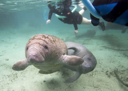 Florida manatees swim in the Three Sisters Springs while under the watchful eye of snorkelers in Crystal River, Florida January 15, 2015. REUTERS/Scott Audette ENVIRONMENT TRAVEL)