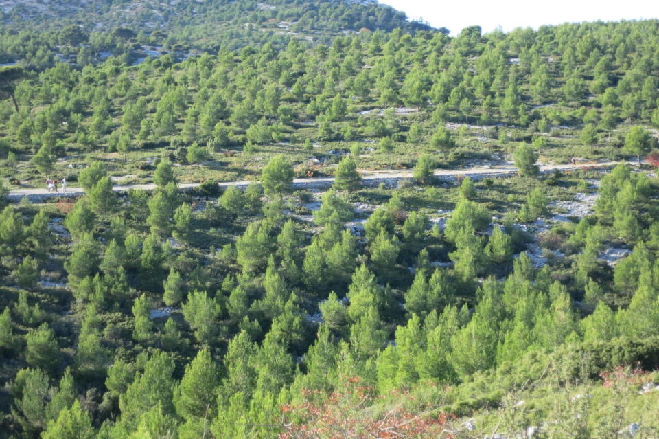  Recolonisation de la garrigue par le pin d’Alep, massif du Garlaban.