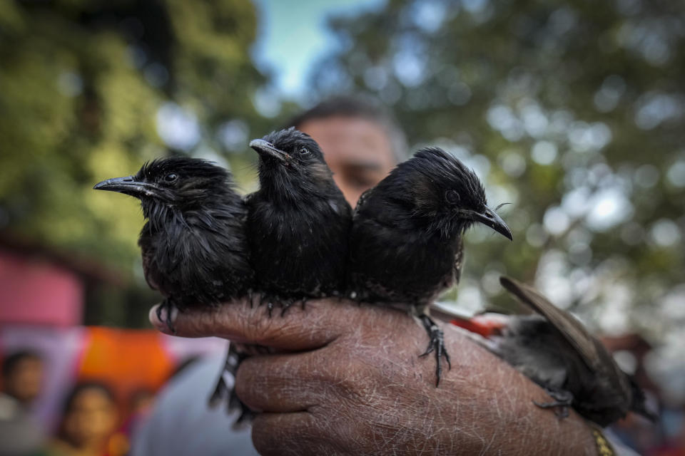 A participant holds his bulbul birds during a fight held as part of the Magh Bihu harvest festival in Hajo town, on the outskirts of Guwhati, India, Jan. 15, 2024. Traditional bird and buffalo fights resumed in India’s remote northeast after the supreme court ended a nine-year ban, despite opposition from wildlife activists. (AP Photo/Anupam Nath)