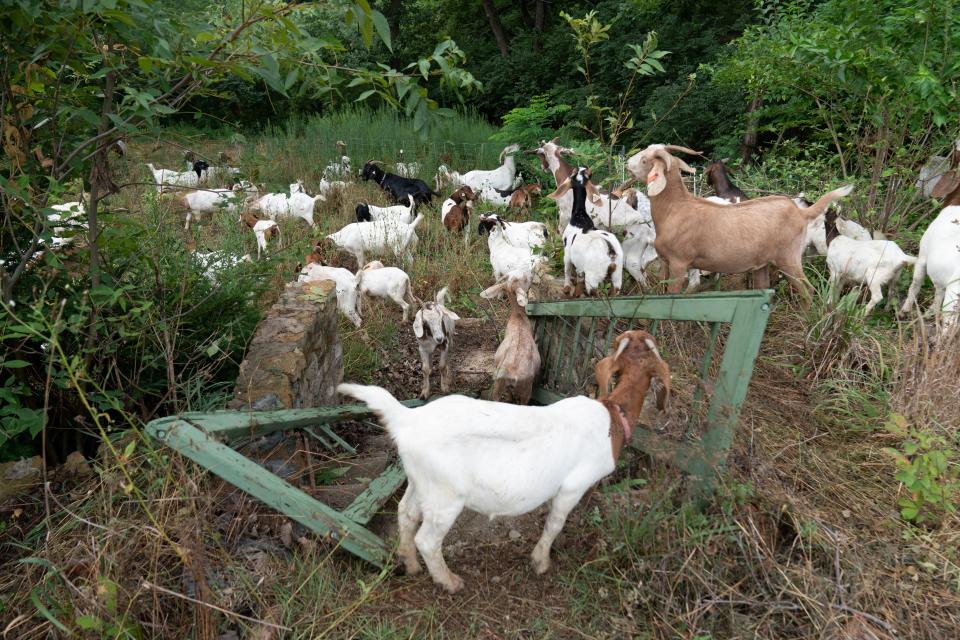 Over 60 goats, known as the Barnyard Weed Warriors from Logton, take to an overgrown access area to Lindbloom Park, just south of Lake Shawnee between S.E. 45th St. between S.E. Croco and S.E. East Edge Roads Monday morning.