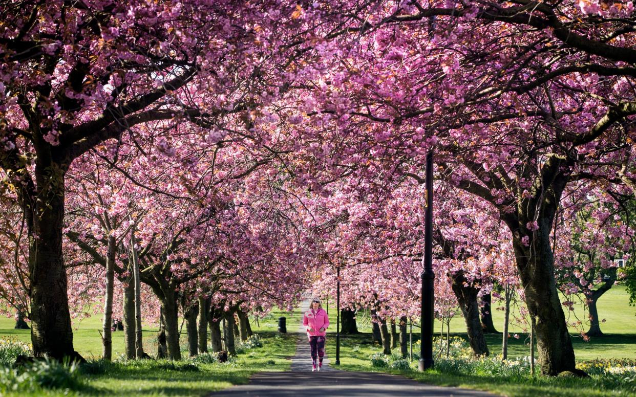 A woman walks along a path lined with cherry blossoms in Harrogate, Yorkshire - Danny Lawson/PA