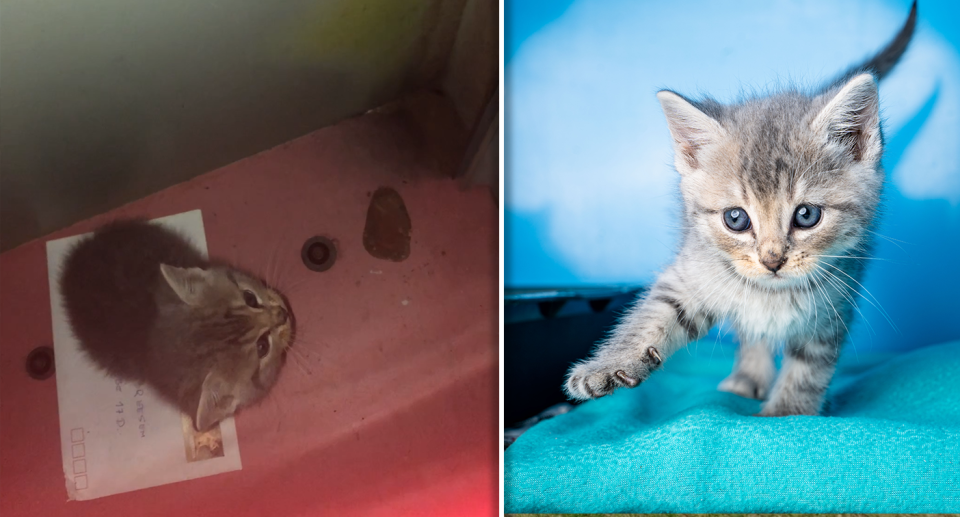 Left - the kitten inside the mail box - shot through the slot. There's a letter on the ground. Right - Pat the kitten with a blue background in care at the RSPCA.