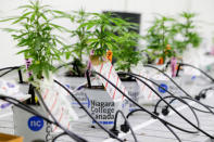 Small marijuana plants grow in a lab at the new Commercial Cannabis Production Program at Niagara College in Niagara-on-the-Lake, Ontario, Canada, October 9, 2018. REUTERS/Carlos Osorio