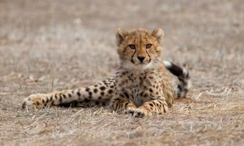 Monarto Zoo cheetahs need names