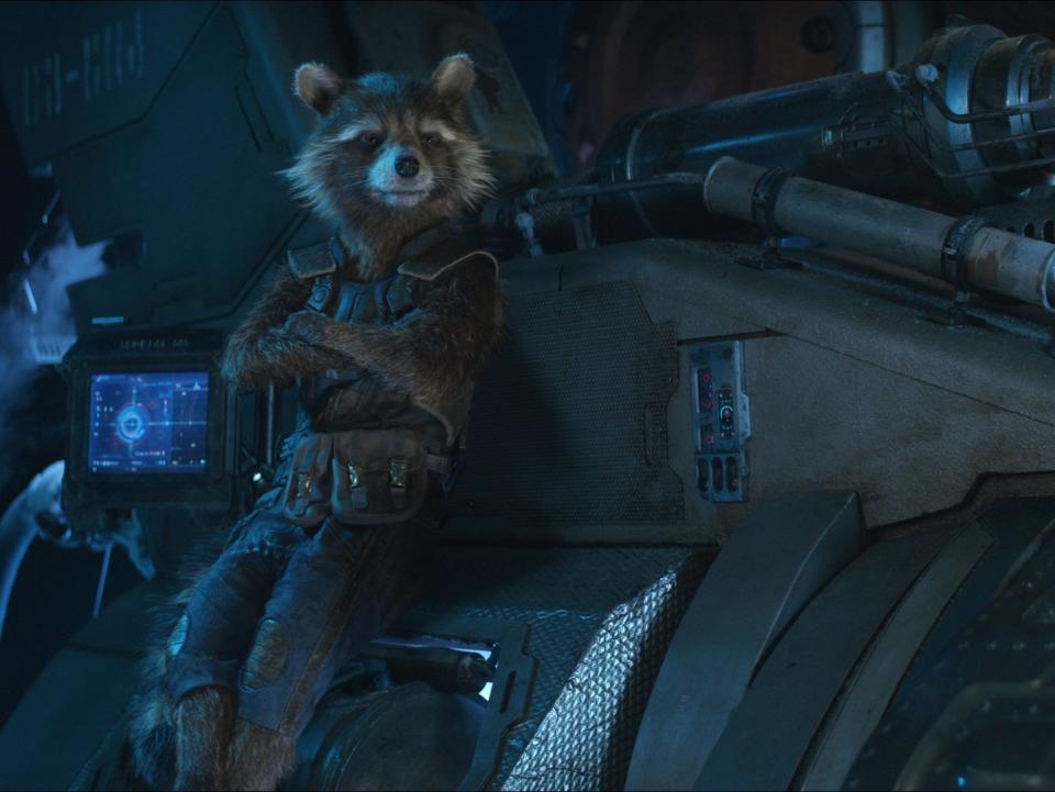 Oreo the Raccoon: Model for Rocket in Guardians of the Galaxy, dies aged 10