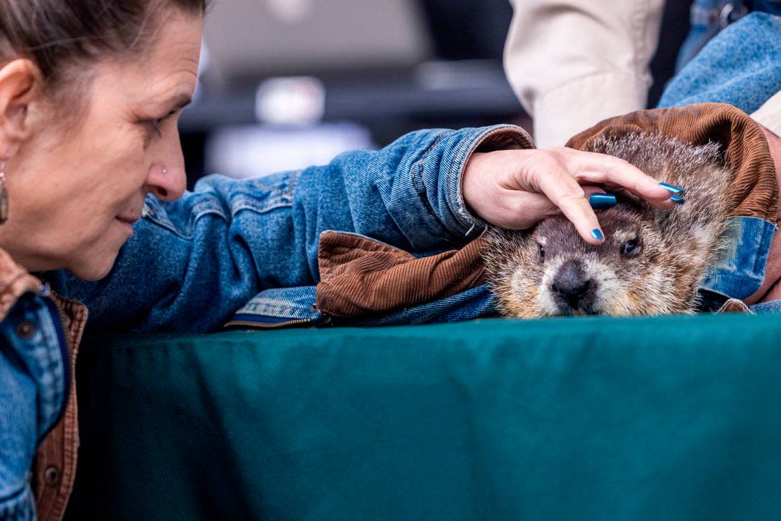 Kindra Mammone of CLAWS Inc. Wildlife Sanctuary pets a groundhog named “Snerd” before it predicted six more weeks of winter according to Garner Mayor Ken Mashburn during a Groundhog Day event at White Deer Park in Garner Thursday, Feb. 2, 2023. Travis Long/tlong@newsobserver.com