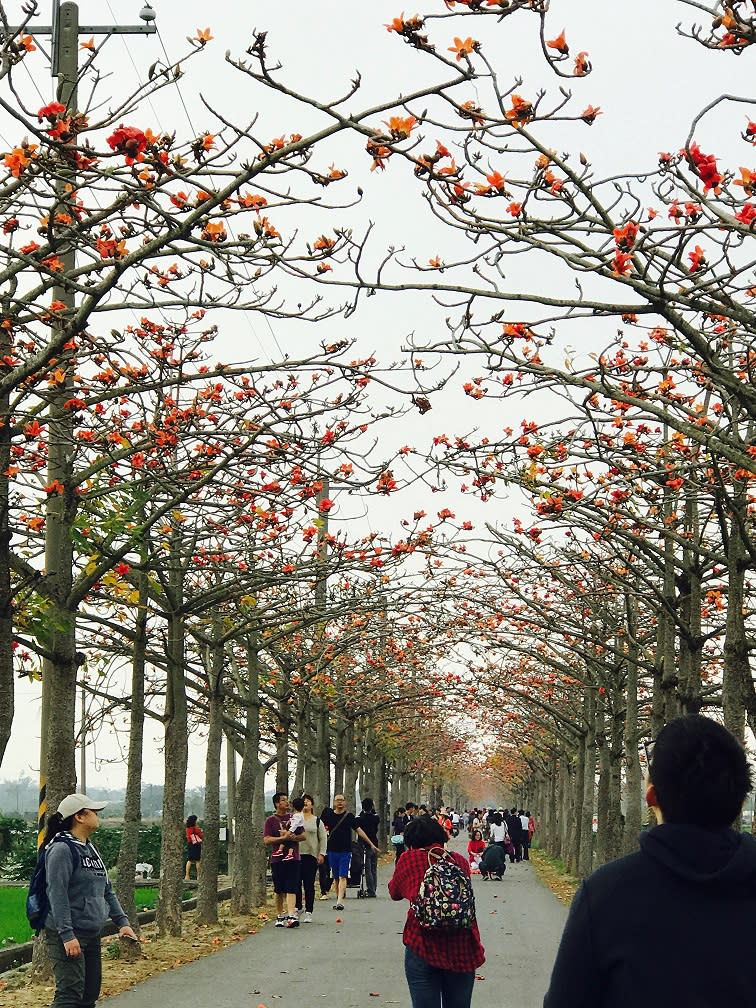 ▲白河林初埤木棉花海，每天都吸引不少遊客前往。 （圖／台南市觀旅局提供，2018.03.10