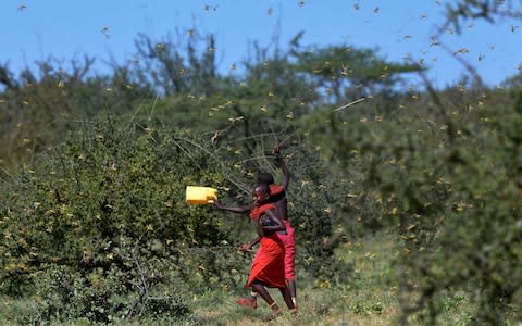 Invading locusts spring into flight from ground vegetation as young girls in traditional Samburu-wear run past to their cattle at Larisoro village near Archers Post, on January 21, 2020. - Credit: AFP