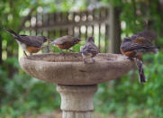 <body> <p>When winterizing the yard, remember backyard birds. You can safeguard their <a rel="nofollow noopener" href=" http://www.bobvila.com/slideshow/23-brilliant-hacks-to-help-you-weather-winter-49686?bv=yahoo" target="_blank" data-ylk="slk:winter;elm:context_link;itc:0;sec:content-canvas" class="link ">winter</a> water source by adding a black plastic trash bag to the base of your bird bath. The black material absorbs solar heat, keeping the water in a liquid state longer. Next up, drop a tennis ball into the water basin. As the ball floats on the water, it will break up ice as it forms so that your winged neighbors can swoop in for a refreshing drink even as temperatures dip.</p> <p><strong>Related: <a rel="nofollow noopener" href=" http://www.bobvila.com/slideshow/10-outdoor-diys-you-can-do-for-a-dollar-49930?bv=yahoo" target="_blank" data-ylk="slk:10 Outdoor DIYs You Can Do for a Dollar;elm:context_link;itc:0;sec:content-canvas" class="link ">10 Outdoor DIYs You Can Do for a Dollar</a> </strong> </p> </body>