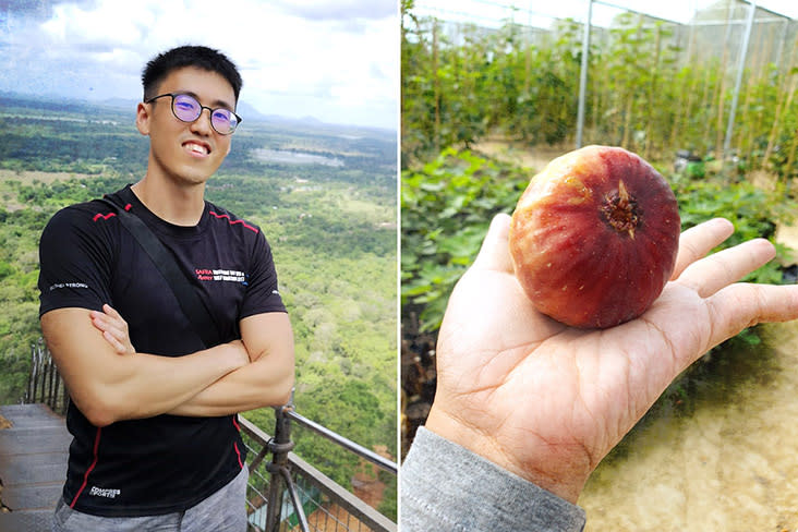 There’s nothing like the taste of a fresh fig, says Figara11 co-founder Cheah Zhao Yan