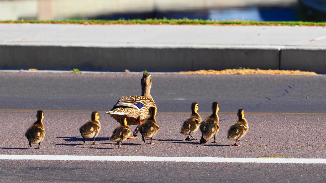 Ducks crossing a road.