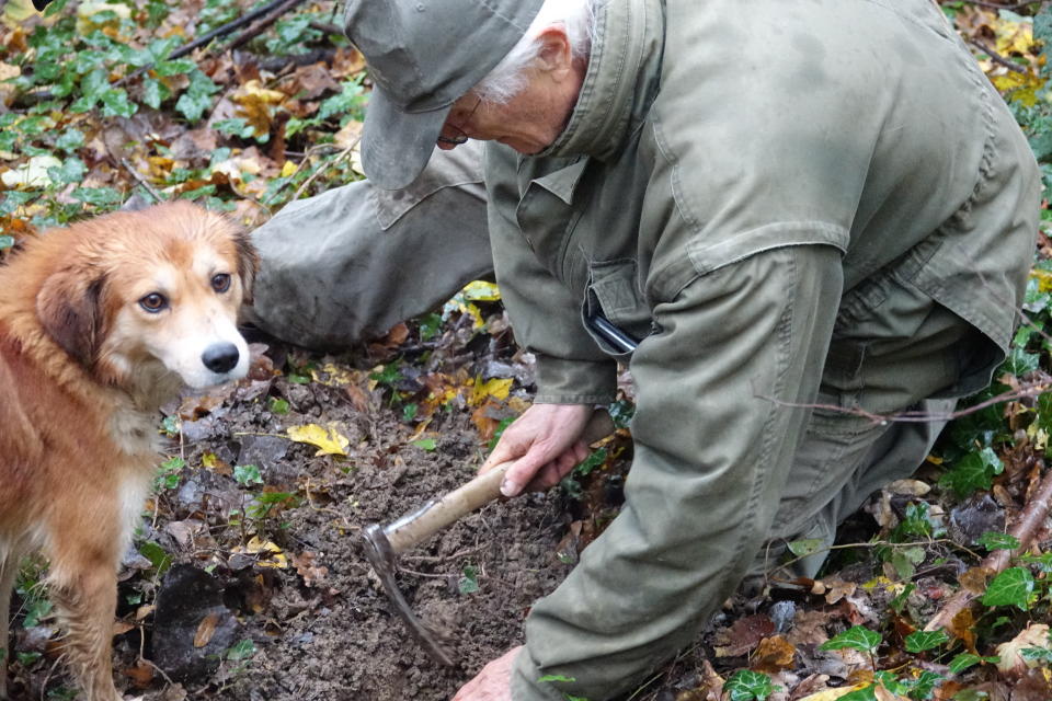 In this photo taken on Sunday, Nov. 10, 2019, Carlo Olivero digs on the spot where his 3-year-old dog Steel indicated the aroma of a prized white truffle, in Alba, Italy. Olivero has been hunting truffles for more than 40 years, and worries about climate change and the transition of wooded land to vineyards and orchards will impoverish future truffle production. (AP Photo/Martino Masotto)