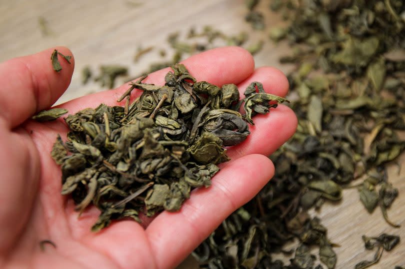 Green tea leaves, close up