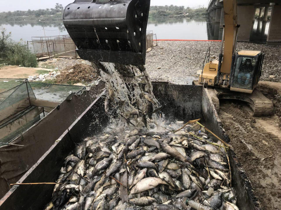 In this Saturday, Nov. 3, 2018 photo, government employees collect dead carp from the Euphrates River near the town of Hindiyah, 80 kilometers (50 miles) south of Baghdad, Iraq. Officials and fishermen are at a loss to explain how hundreds of tons of carp have suddenly died in fish farms in the Euphrates River, fueling anxieties about soaring water pollution. Local authorities used excavators to skim dead fish from the river surface, where residents and local farmers have long complained about substandard water management. (AP Photo/Ali Abdul Hassan)