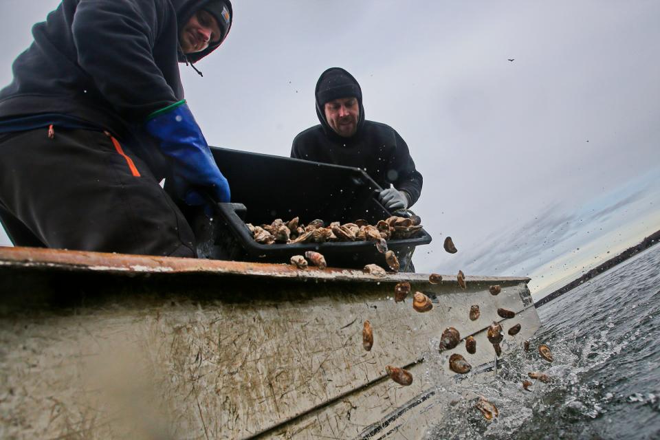Tyler Lizotte and Cody Jardin of Blue Stream Shellfish dump oysters onto a one-acre oyster restoration site in Nasketucket Bay in Fairhaven. The oysters are from two oyster farms in Fairhaven - both of which are participating in the second round of The Nature Conservancy and Pew Charitable Trust.