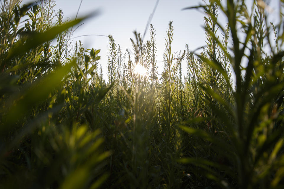 An area adjacent to a field remains unmowed with growing marestail, grasses and other plants on Richard Wilkins farm in Greenwood, Del., Monday July 29, 2019. "We're trying to do what we can," said Wilkins, who shuns the federal farm habitat programs, but hopes that leaving what weeds and wildflowers survive in hard-to-mow areas helps the wildlife. (AP Photo/Carolyn Kaster)