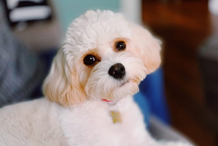 Cavachon dog close up indoors