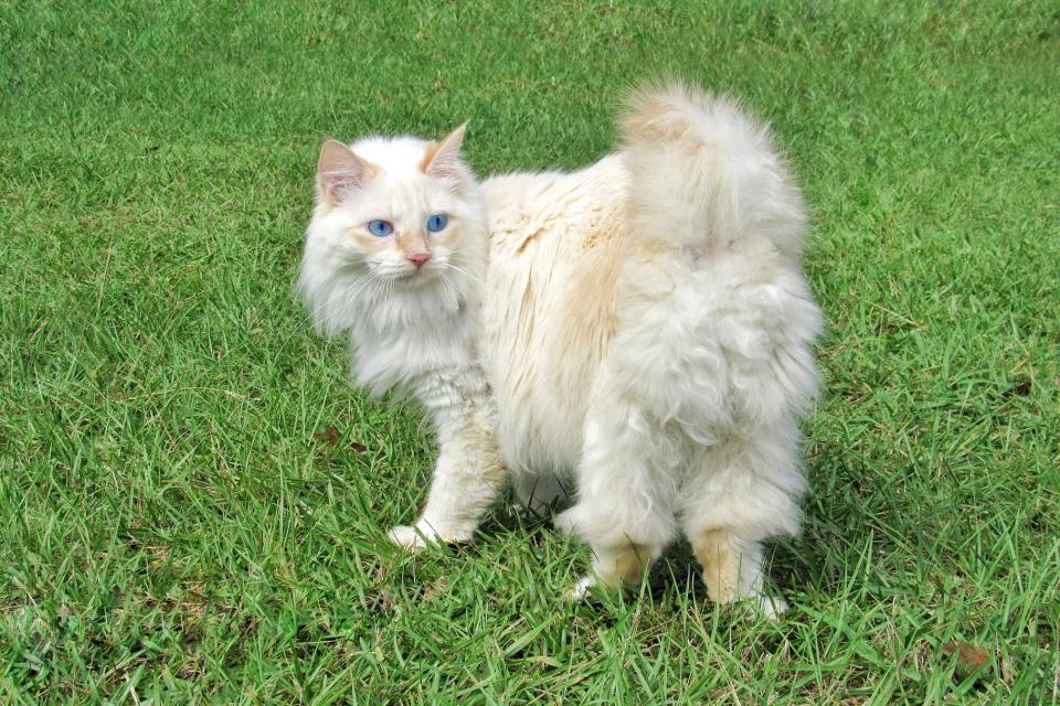 white Japanese Bobtail cat that characterizes Casper the Ghost