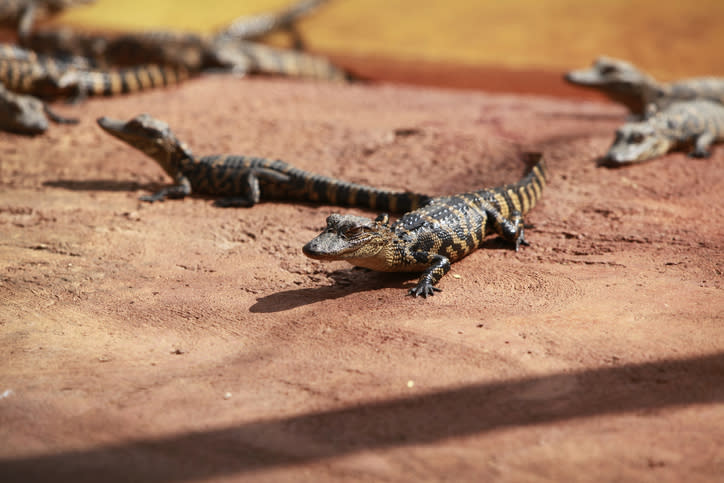 Un pasajero creyó oportuno llevar pequeños cocodrilos vivos en sus maletas. Foto: Murmakova/Getty Images